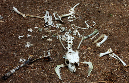 Deer remains found on Woodlore's Woodsense Tracking course