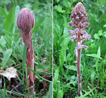 Common Broomrape (Orobanche minor)