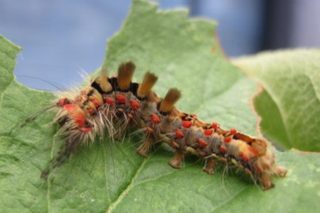 Larvae of a vapourer moth