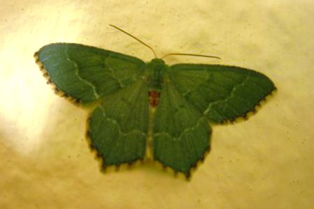 Common Emerald Moth