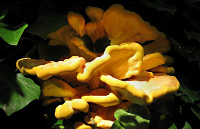 Laetiporus sulphureus