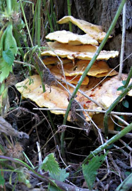 Laetiporus sulphureus