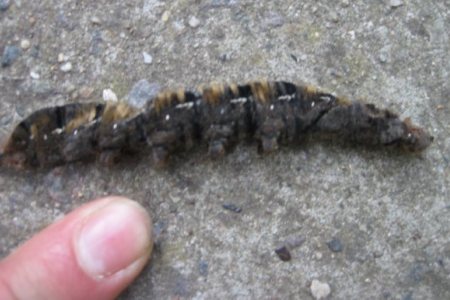 dead drinker moth caterpillar