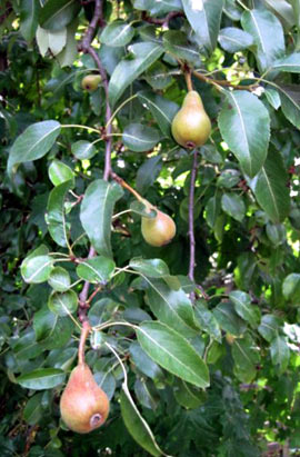 Pears
