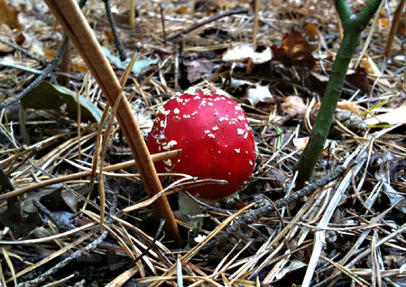 Fly Agaric (Amanita Muscaria)