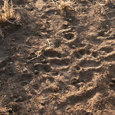 Animal print found in Eastern Africa