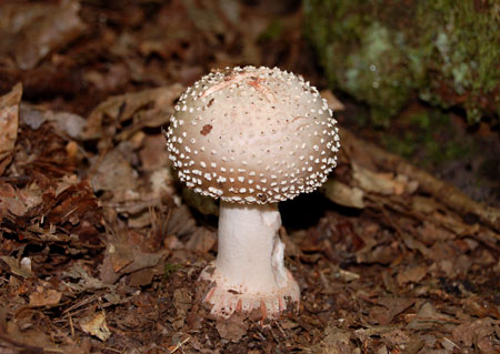 Fungus foundon our Intro course