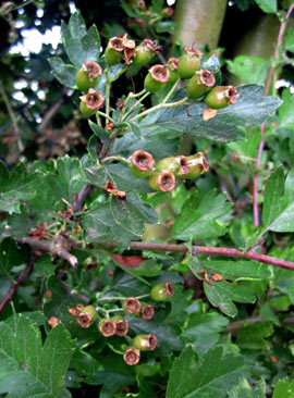 Haws (Hawthorn)