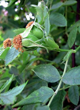 Rose hips