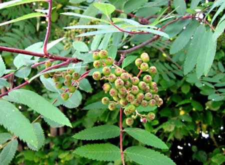 Rowan Berries