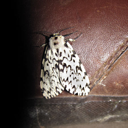The soon-to-be-identified moth