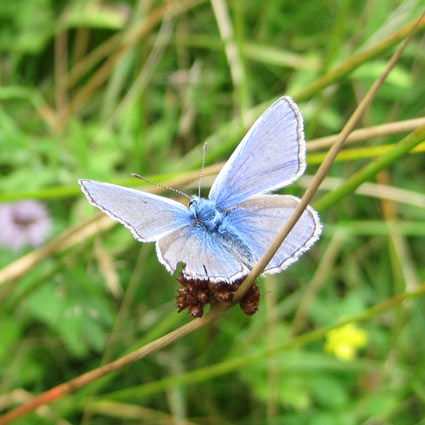 The unidentified butterfly