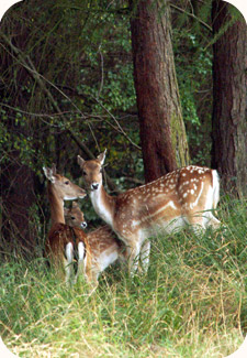A group of Fallow Deer