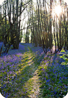 Walk in the Woods with Ray Mears
