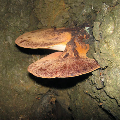 Beefsteak Fungus (Fistulina hepatica)