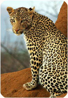 Tracking in Namibia with Ray Mears