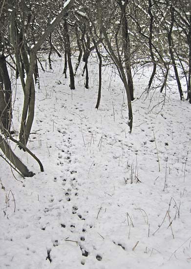 Animal tracks in the snow Animal tracks in the snow