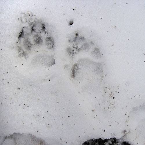 A badger track A badger track