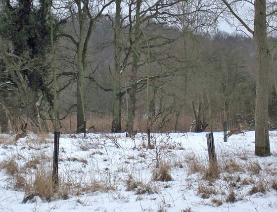 A Canoe Trip in the Snow