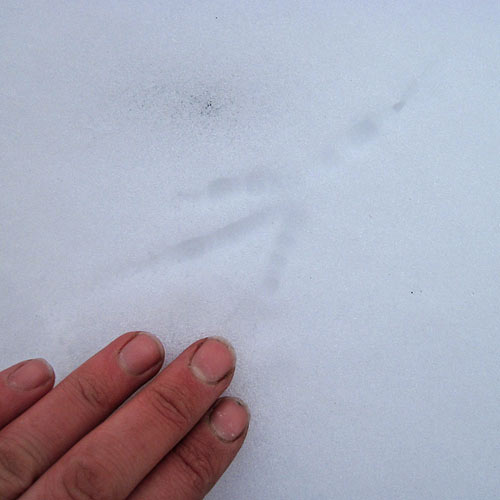 A crow track A crow track