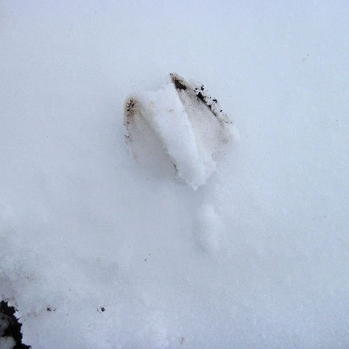 The 'fall out' of a deer print The 'fall out' of a deer print