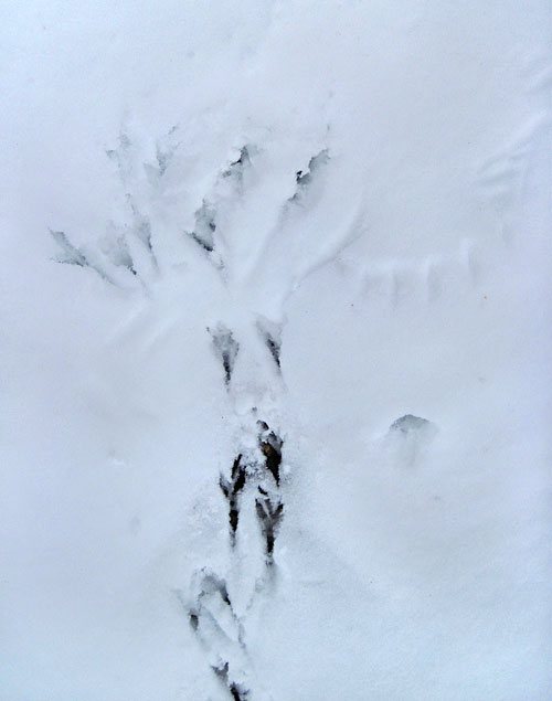 Sign of a pigeon taking flight