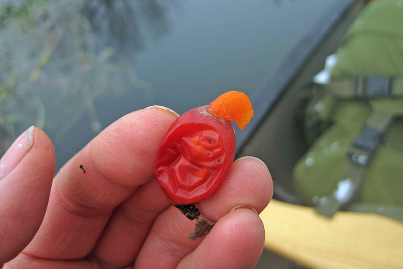 The reward - a nugget of pure rose hip