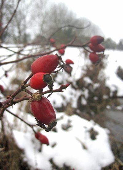 Rose hips (or haws) - the fruit of the rose plant