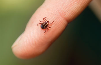 Example of a Tick