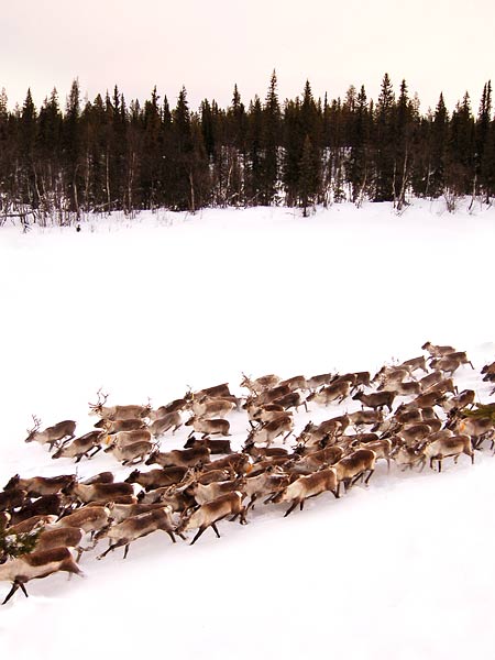The Sami people herding their reindeer past the camp in 2008