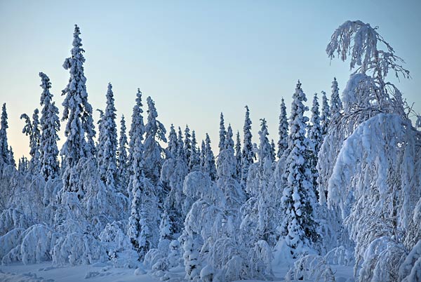 The boreal forest of Northern Sweden at sunrise