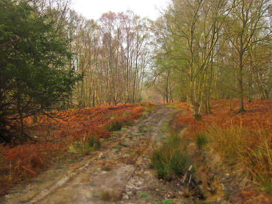 A calm, early morning view through the woods