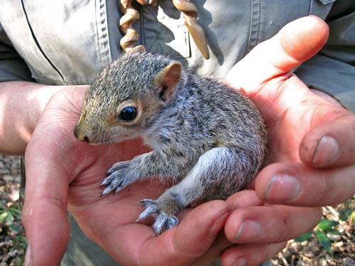 A squirrel pup found at the course site