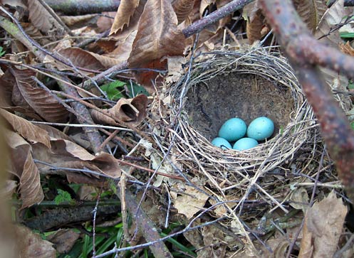 A blackbird's nest complete with a clutch of eggs