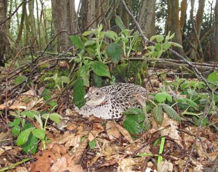 A pheasant hen guarding her nest