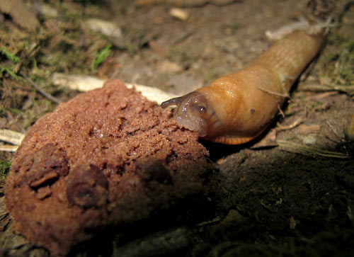 The feeding slug