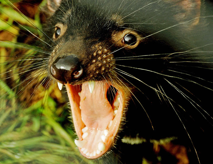 Ray Mears Close Encounters - The New ITV Series