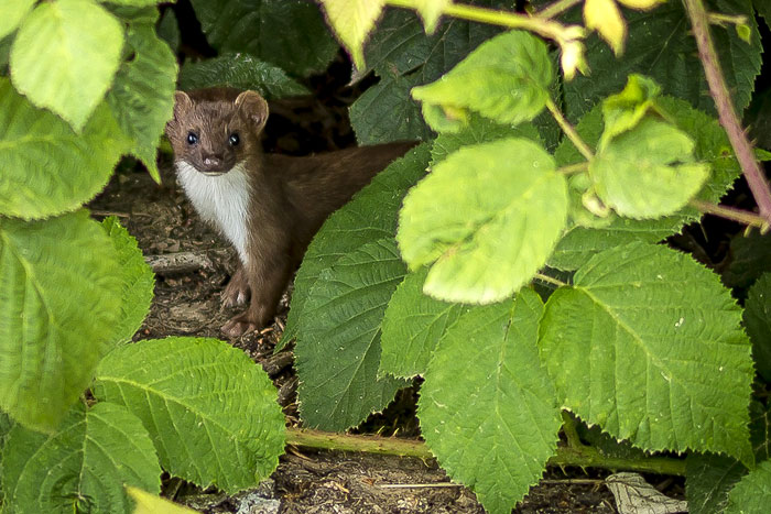 Weasel Watching