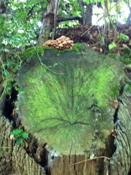 A small crop of fungi