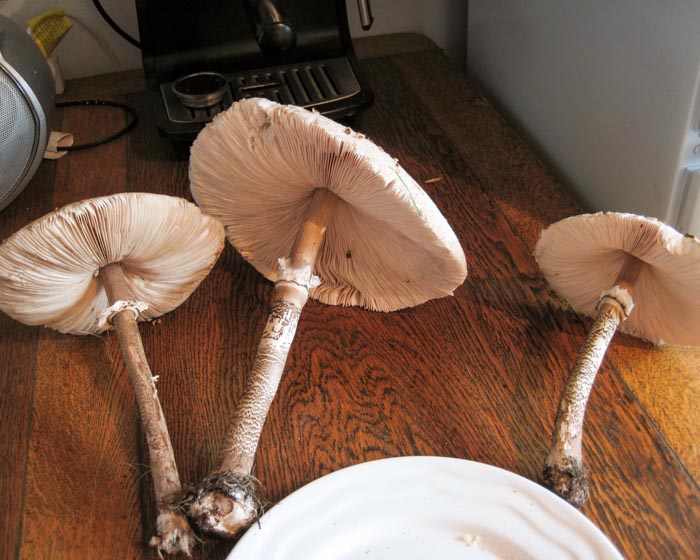 Parasol mushrooms (Macrolepiota procera)