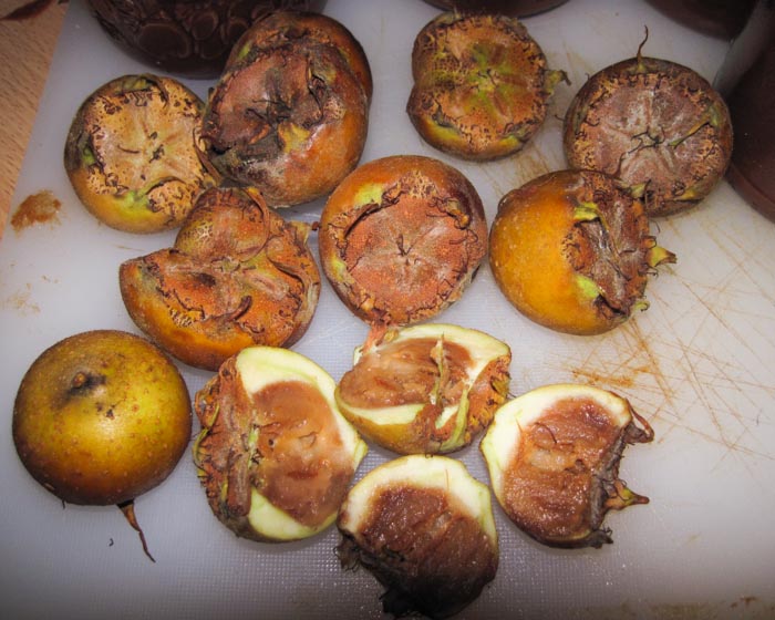 Fruit from the medlar tree (Mespilus germanica)