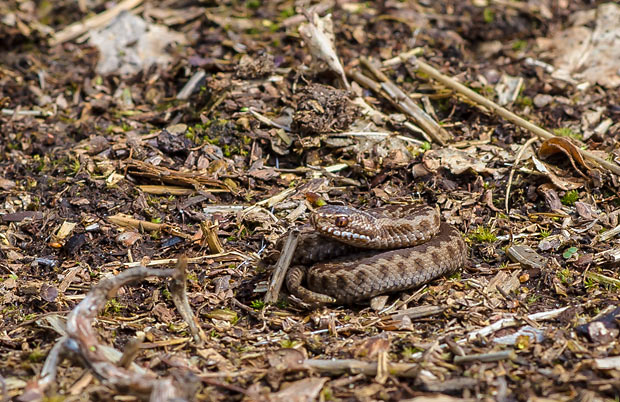 Adder