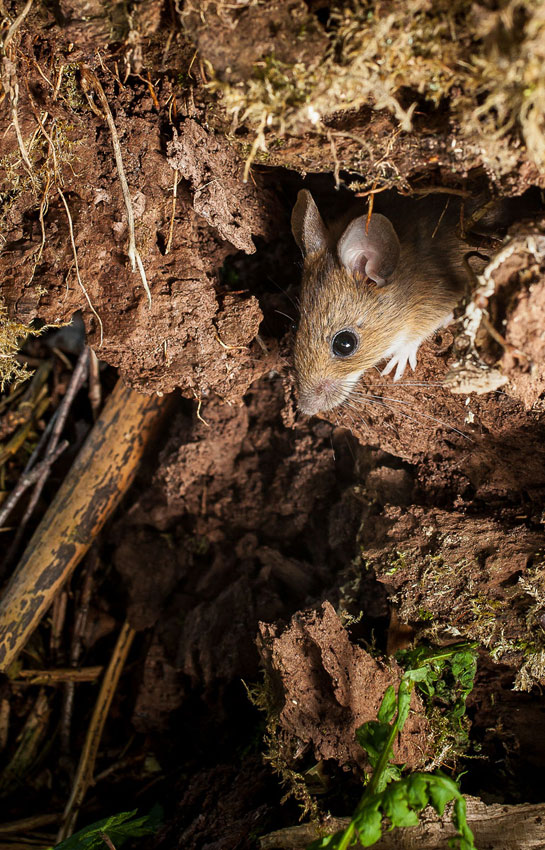 The common wood mouse 
