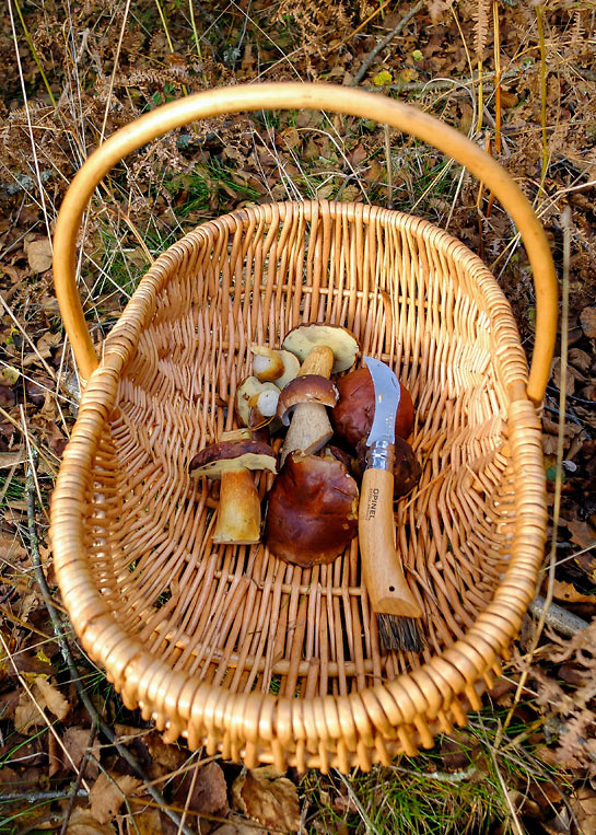 Foraging in October