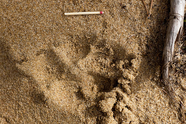 Wolf-print