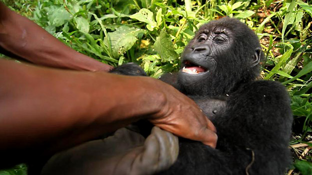 VIRUNGA-Movie-Still-Gorilla