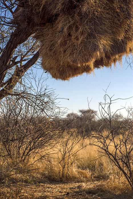 The carefully crafted home of the sociable weaver.