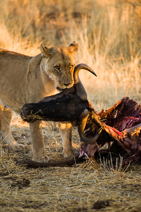 A blue wildebeest falls victim to a pride of lions