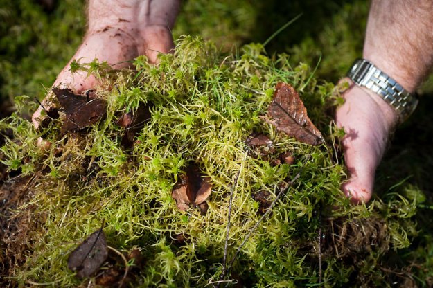 How to Cook Outdoors: Moss-Steamed Trout