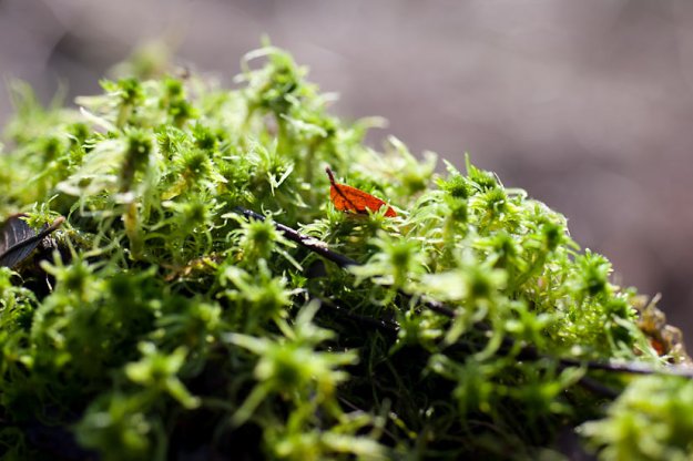How to Cook Outdoors: Moss-Steamed Trout